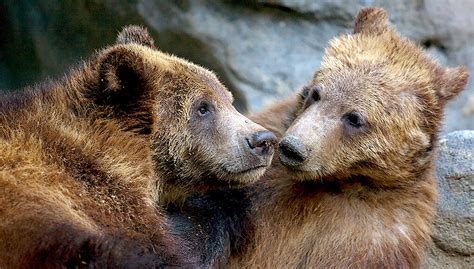 It Bears Repeating San Diego Zoo Wildlife Explorers
