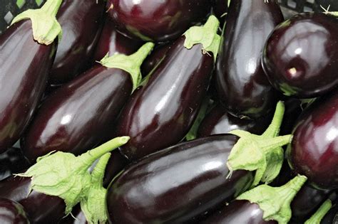 Eggplant Organic Heirloom Cooking Britannica