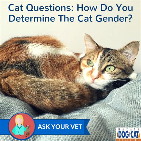 Cat Questions How Do You Determine The Cat Gender Makati Dog And