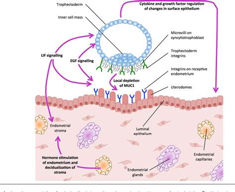 Molecular Mechanisms Of Membrane Interaction At Implantation