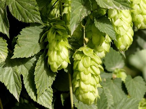 Oportunidad en planta de lupulo! Llúpol (Humulus lupulus) | El lúpulo es una planta ...