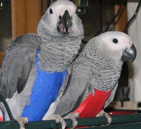 Super Loving African Grey Babies With Free Cage Albany Ny