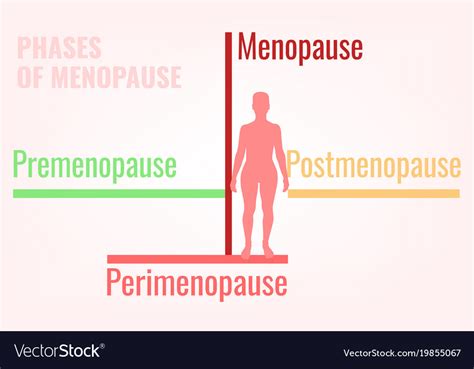 stages of menopause infographic royalty free vector image