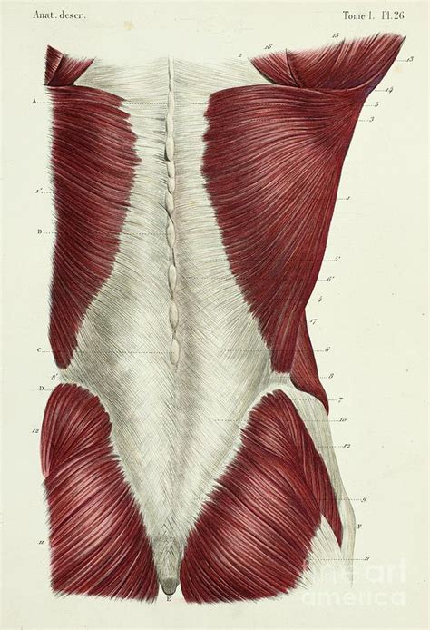 Back And Buttock Muscles Photograph By Science Photo Library