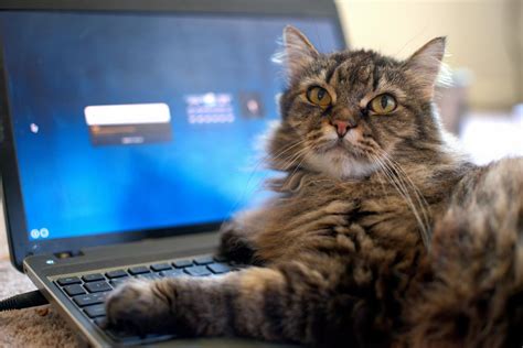 The Software That Detects When A Cat Is Messing With Your