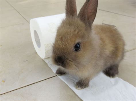 Can Rabbits Eat Cardboard 5 Things To Consider Vivo Pets