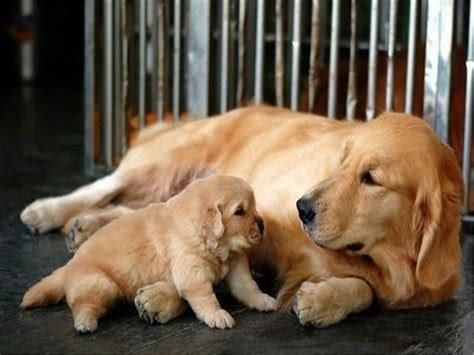 Sweet Mother And Baby Dog Mammal Mother Puppy Dog Animal Sweet