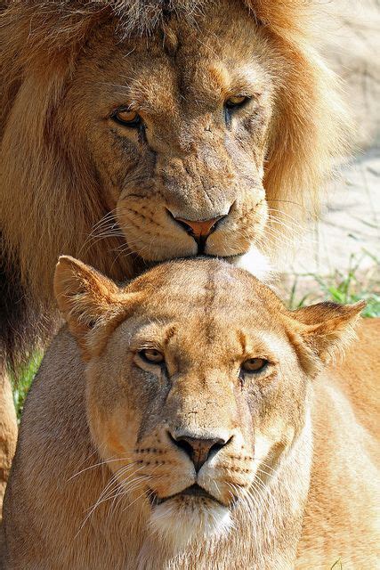 African Lion Lion And Lioness African Lion Animals Wild