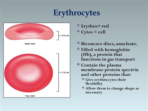 Resealed Erythrocytes