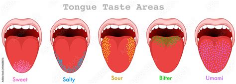 Taste Areas Human Tongue Map Anatomy Papillae Receptors Point Grainy