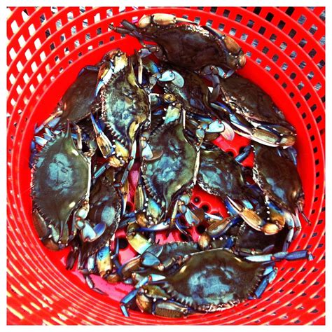 Most crab feasts include a bunch of newspaper or trash bags spread over the table to collect muck. DIY Maryland Crab Feast | Crab feast, Crab feast ideas, Crab