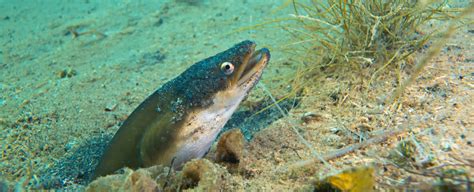 Scientists Track Eels To Their Ocean Breeding Grounds In World First