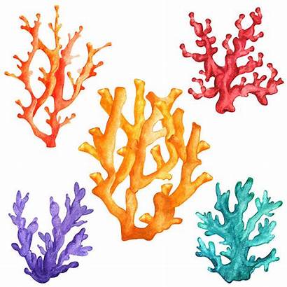 Corals Watercolor Vector Colorful Illustration Illustrations Coral