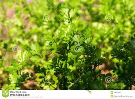 Celery Planted In The Field Of Agriculture In Thailand Stock Image