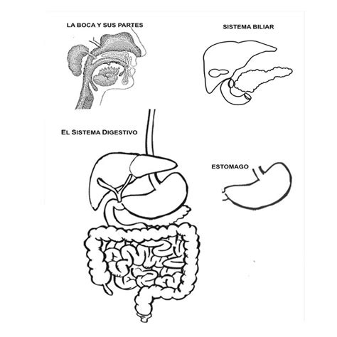 Como Dibujar El Sistema Digestivo Aparato Digestivo Humano
