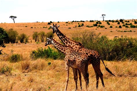 Kenya Wildlife Safari Kenya Safari Kenya Trip Safari In Kenya