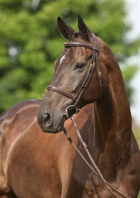 Eliot Gelding German Horse Center Holsteinholsteiner Horse