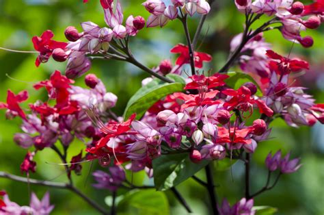 Ophthalmologists are medically trained to diagnose, monitor and medically or surgically treat all ocular and visual disorders. Star of the season: Clerodendrum