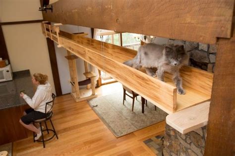 Designer Catifies A Human Home Into A Playful Haven For Seven Felines