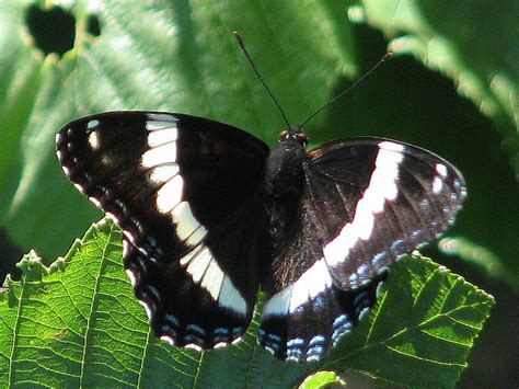Top 10 Beautiful Butterflies Of The Usa Hubpages