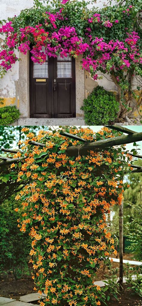20 Favorite Easy To Grow Fragrant Flowering Vines For Year Round