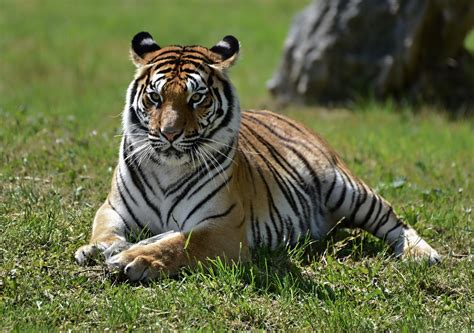 Sibirischer Tiger Panthera Tigris Altaica Foto And Bild Tiere Zoo