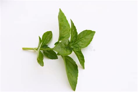 Sprig Of Basil Stock Photo Image Of Cooking Herb Cuisine 98010