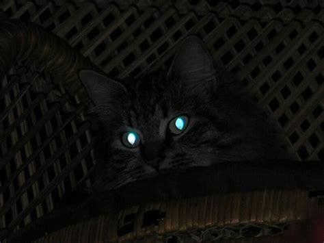 22 Do Cats Eyes Glow In The Dark Konsep Terbaru