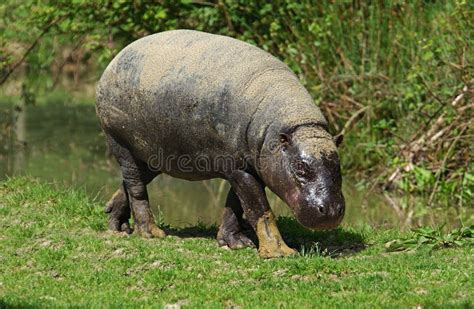 Pygmy Hippopotamus Choeropsis Liberiensis Adult Stock Photo Image
