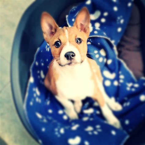 Reptiles probably smell the least (except turtles). Dog breeds that don't stink