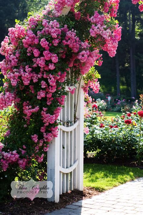 12 Fabulous Floral Garden Gates In Bold Color The Art In Life