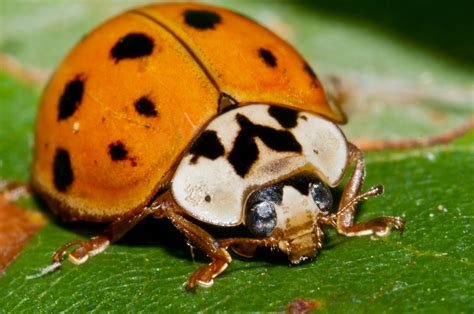 Ladybug Asian Beetle Species