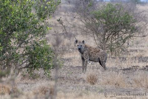 Kruger National Park In South Africa 2009 Lensman Lennart Hessel