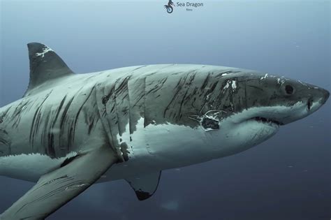 ‘worlds Most Battered Shark Covered In Bite Marks Video