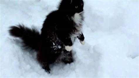 Neftys Norwegian Forest Cat In The Snow Youtube
