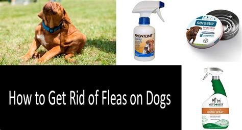 How To Get Rid Of Fleas On Dogs The 8 Best Pills Drops And Collars 2021
