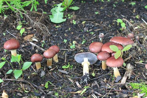 Stropharia Rugosoannulata The Ultimate Mushroom Guide Recipe
