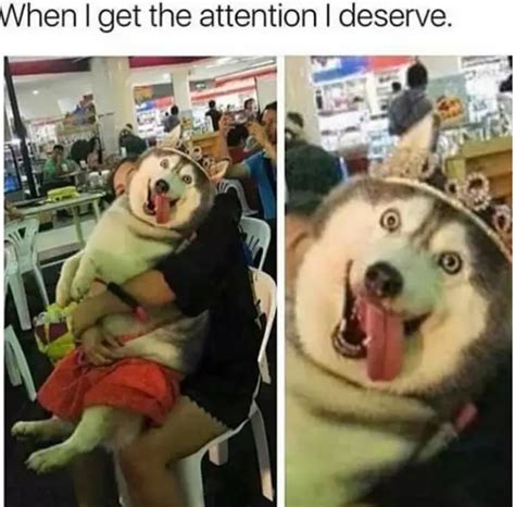 120 Dog Memes That Will Keep You Laughing For Hours Funny Dog Memes