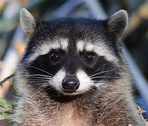 All About The Northern Raccoon Welcome Wildlife