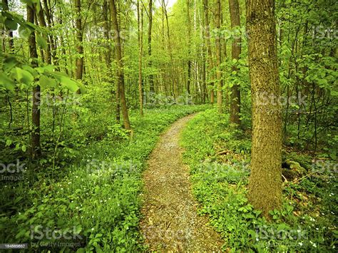Path Through Beech Tree Forest Stock Photo Download Image Now Awe