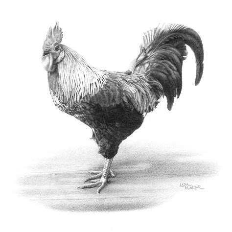Rooster Pencil Drawing Print Rooster Art Print Farm Animal Etsy Uk