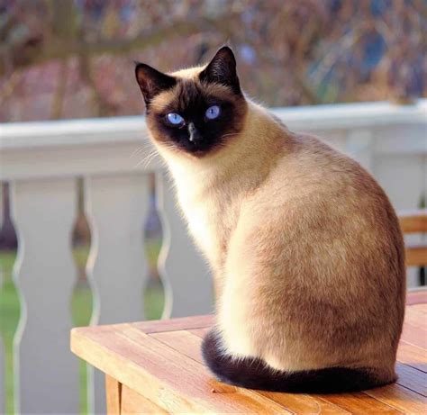 226 Siamese Cat Names Only For Royalty Felines