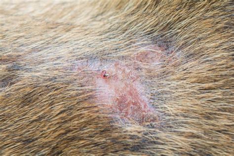 Huidontsteking Bij Honden Oorzaken Behandeling En Voorkomen My Xxx