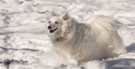 The Perfect Snow Dog Rescue Pet Of The Week Va Dog Photographer