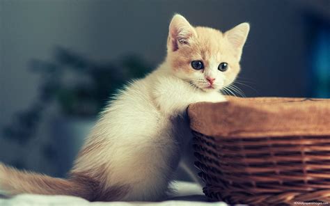 13 Cute White Kitten Wallpaper Furry Kittens