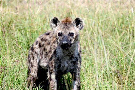 Covering several thousand kilometres through kenya and. Kenya Safari 2019 - Smiley Travel 開心自遊