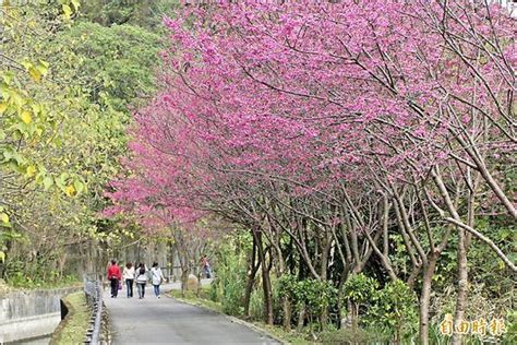 日本的賞櫻可說是國民的活動，每年三月底 日本觀光協會的櫻花情報 圖示與文字說明詳細 還有分水邊 5000株以上等 yahoo! 桃園賞櫻去!北橫16處櫻花盛開地圖 - MOOK景點家 - 墨刻出版 華文最大旅遊資訊平台