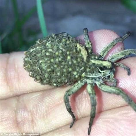 Wolf Spider Carries Hundreds Of Her Babies On Her Back As Woman Holds