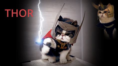 Thor And Loki Cat Avengers Youtube