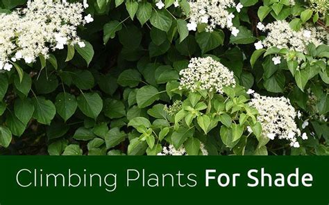 Shade Loving Climbers Are Ideal For Brightening Up Dark North And East